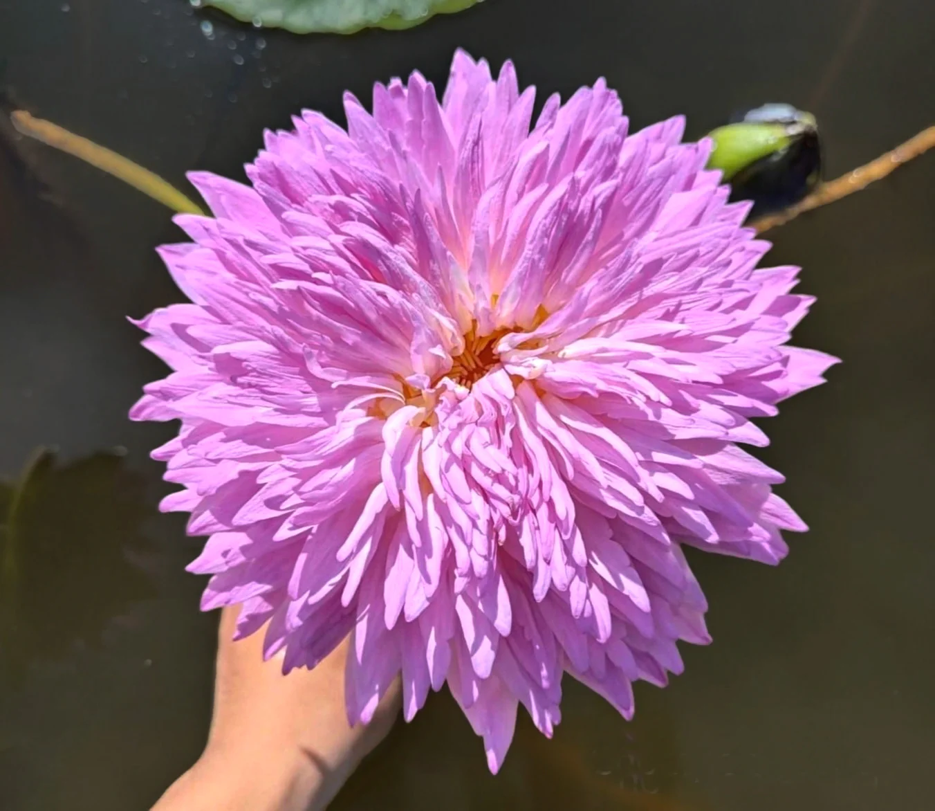 New & Rare Water Lilies