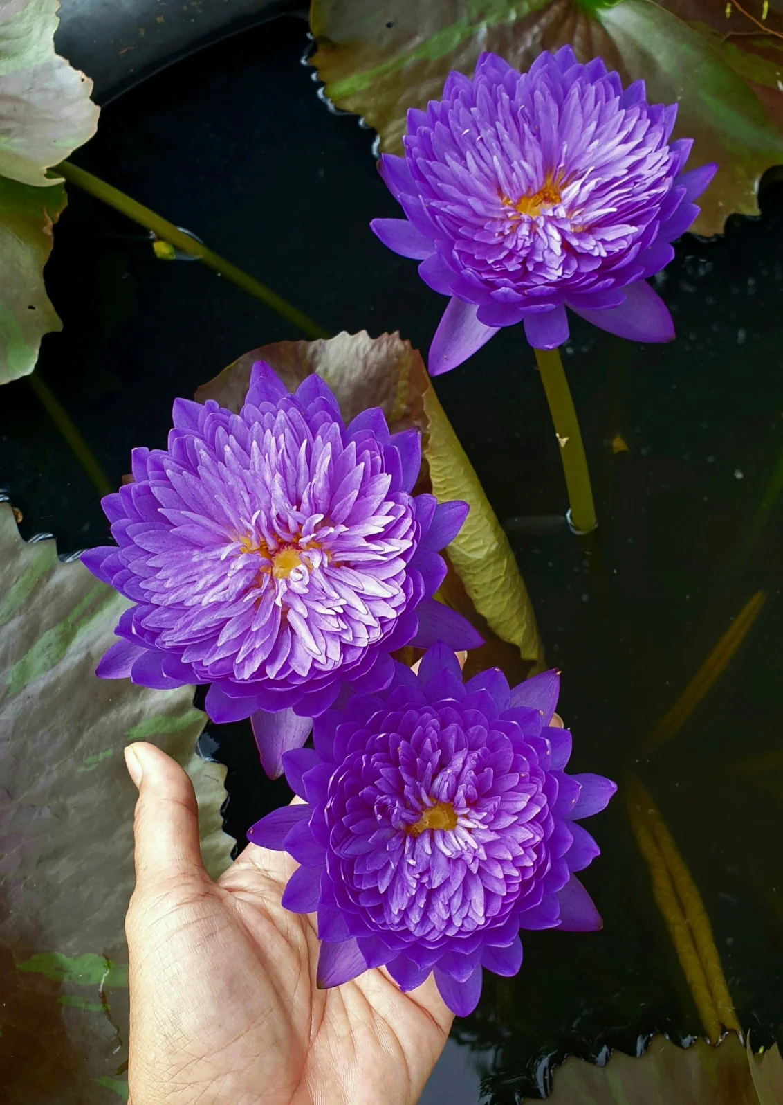 RARE & NEW <b>WATERLILY & LOTUS
