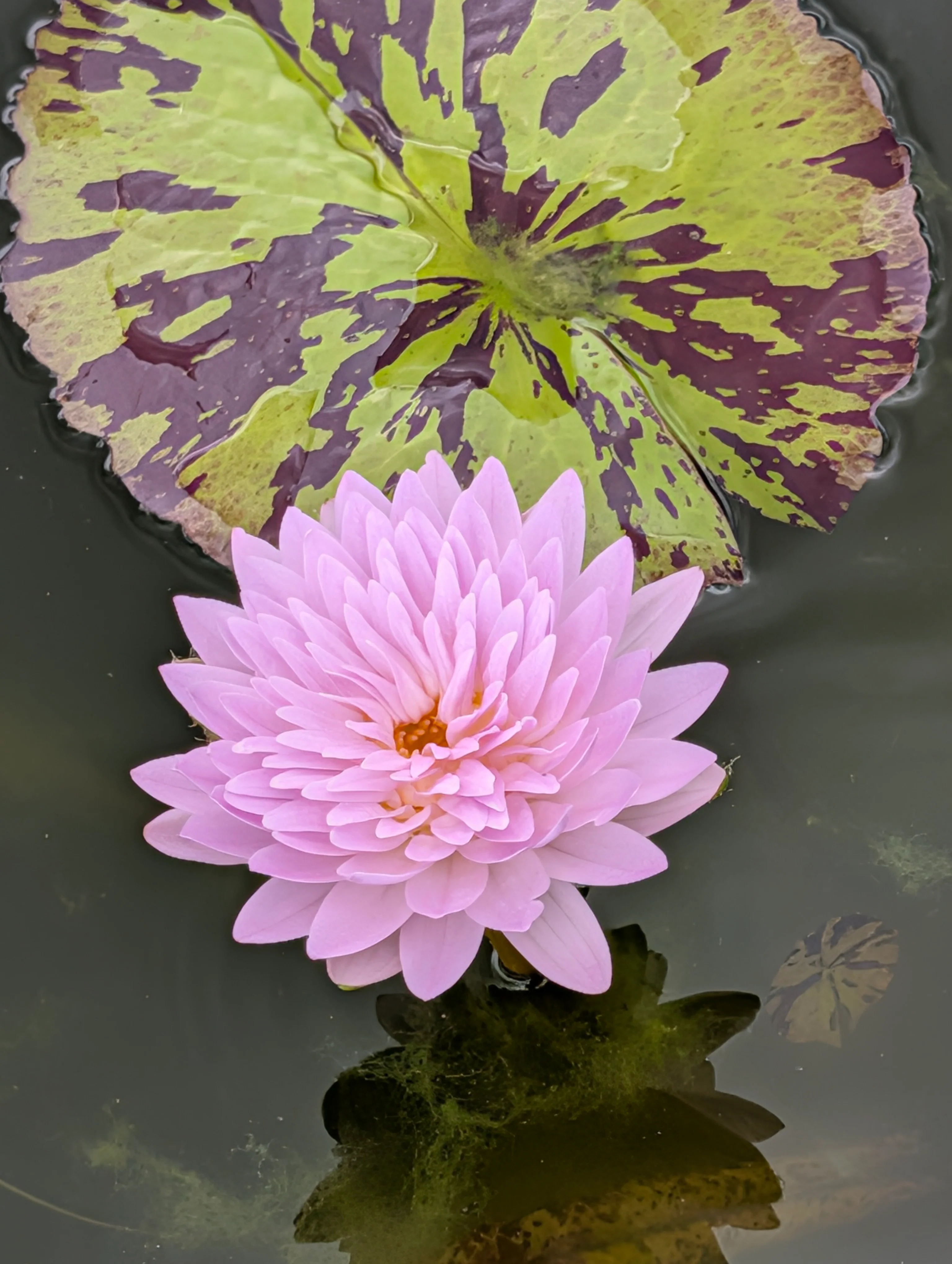 All Waterlilies For Sale